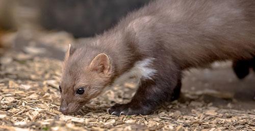 Mobiler Banner Marder am schnueffeln