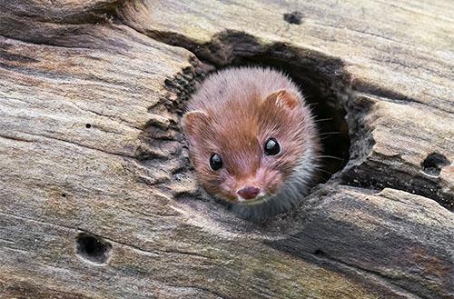 Marder passen durch eine Schlupflochgröße von nur 4 cm