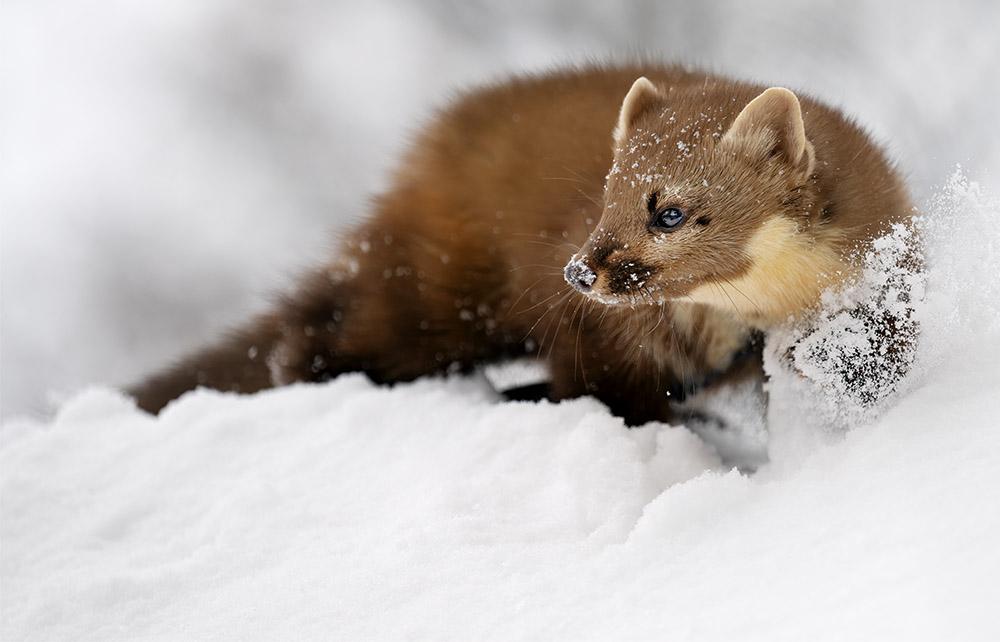 Marder läuft im Schnee