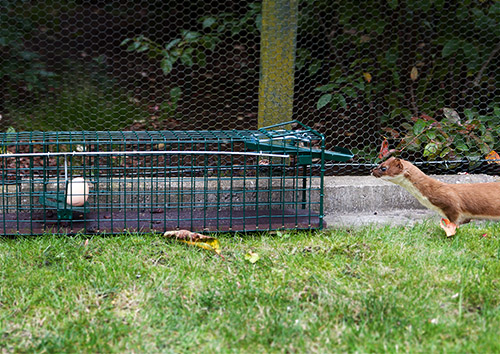 Marder sitzt vor einer Lebendfall mit Ei als Köder