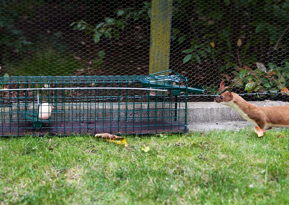 Marder sitzt vor einer Lebendfall mit Ei als Köder