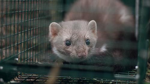 Steinmarder sitzt in der Lebendfall und schaut traurig