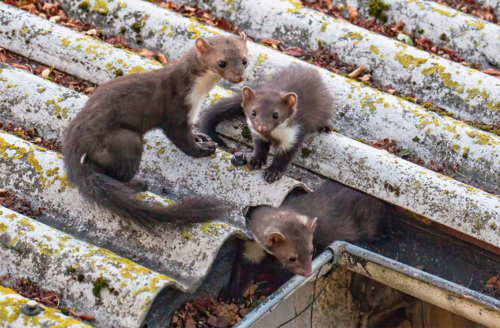 Nachwuchs, Marderjunge spielen auf dem Dach