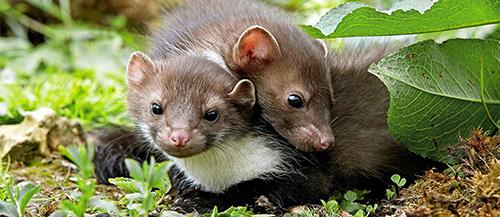 Marderpaar im Gras während der Paarungszeit