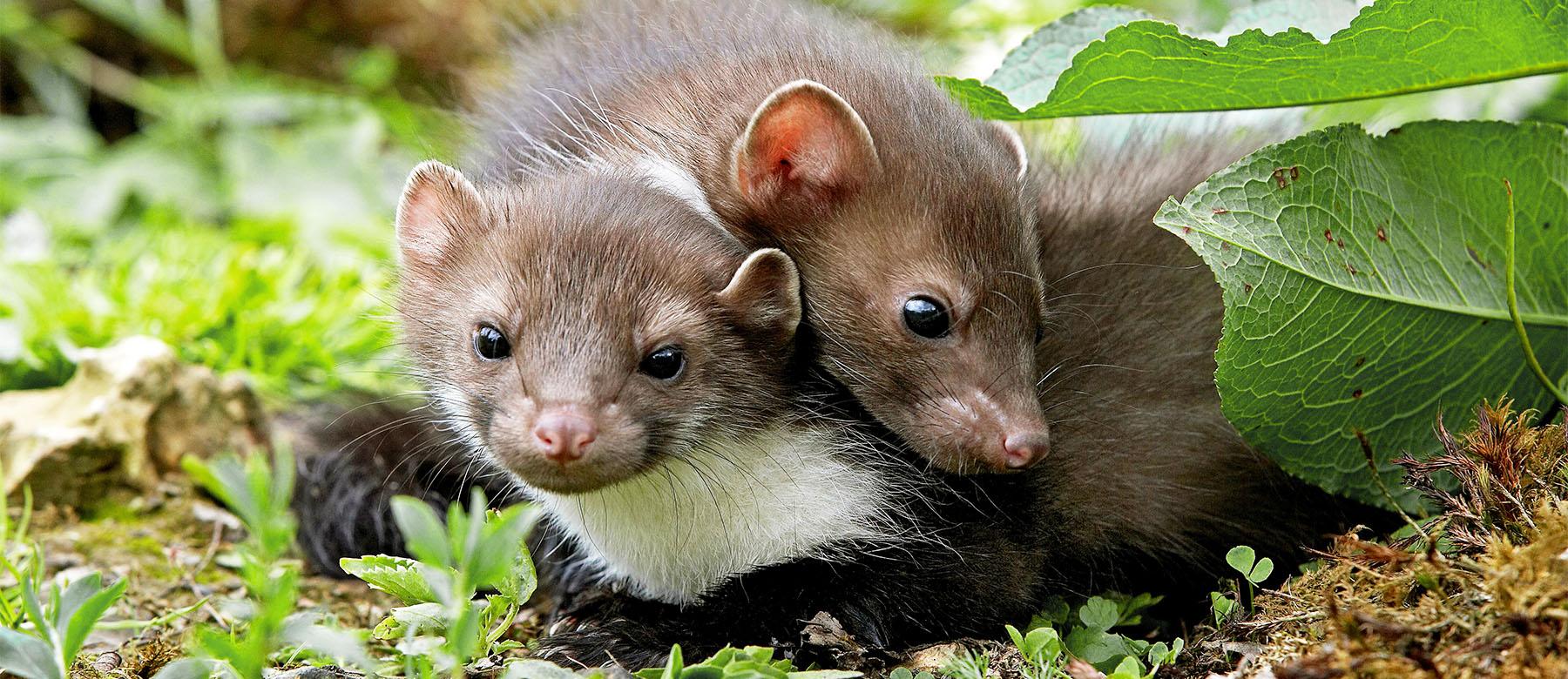 Marderpaar im Gras während der Paarungszeit