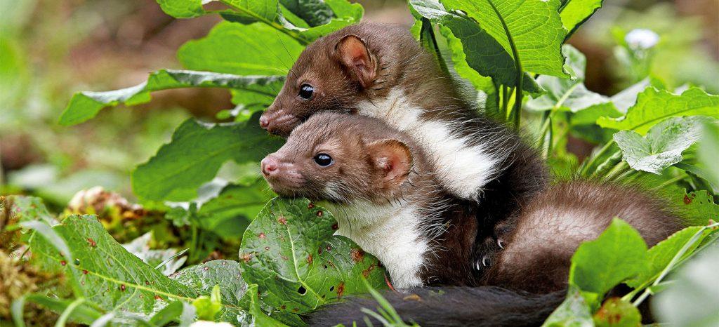 Marder bauen sich ein Nest aus Blättern