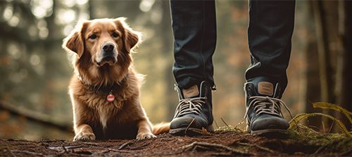 Hund und Herrchenim Wald
